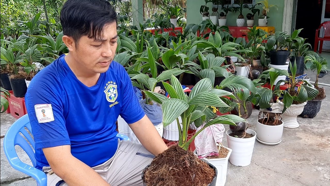 Để cho dừa bonsai có bộ lá đẹp cần phải làm điều này/coconut bonsai/bonsai kelapa