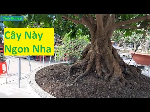 Đi Xem Những Cây Mai Đẹp Trong Hội Chợ Ở Long An | Tính Bonsai