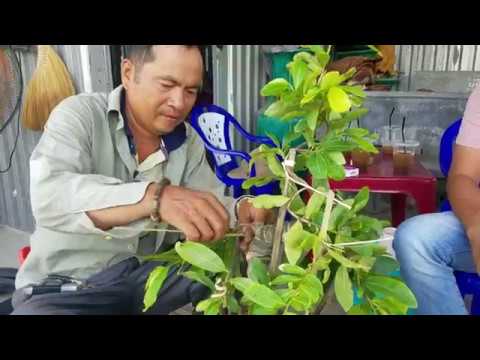 Đi nọc cho cây mai bonsai