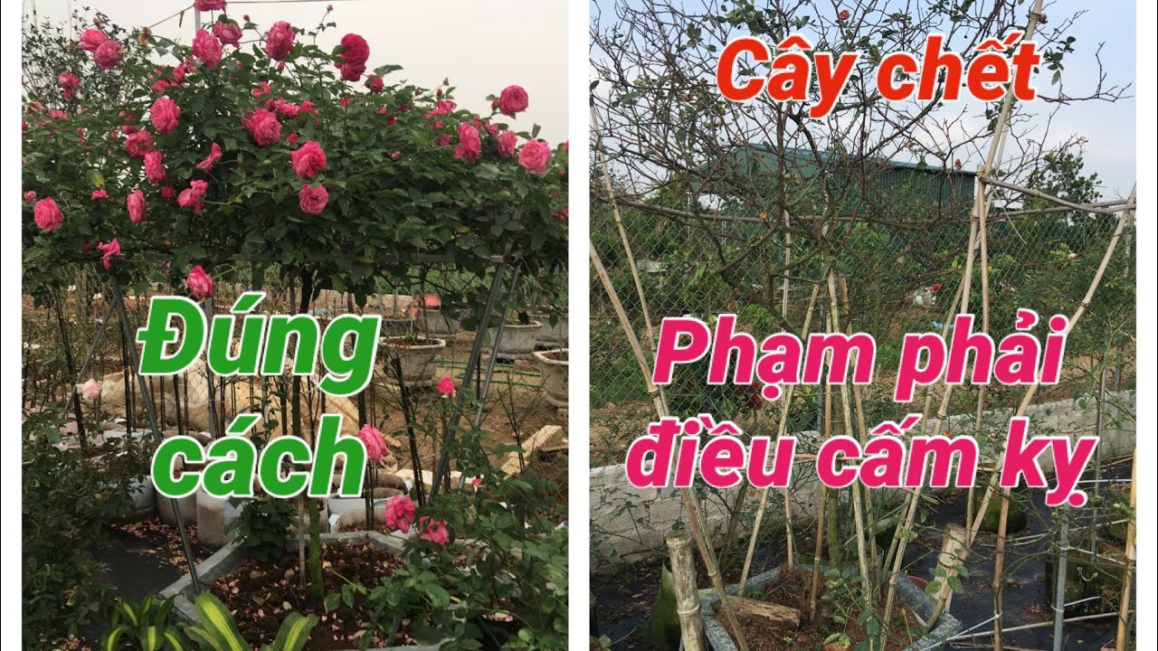 Điều cấm kỵ, nếu phạm phải cây sẽ bị chết | S Garden