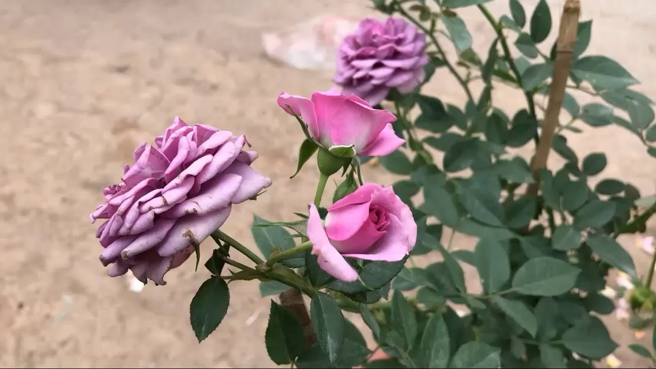 Dịu mắt với những bông hồng tím tuyệt đẹp mùa hè này