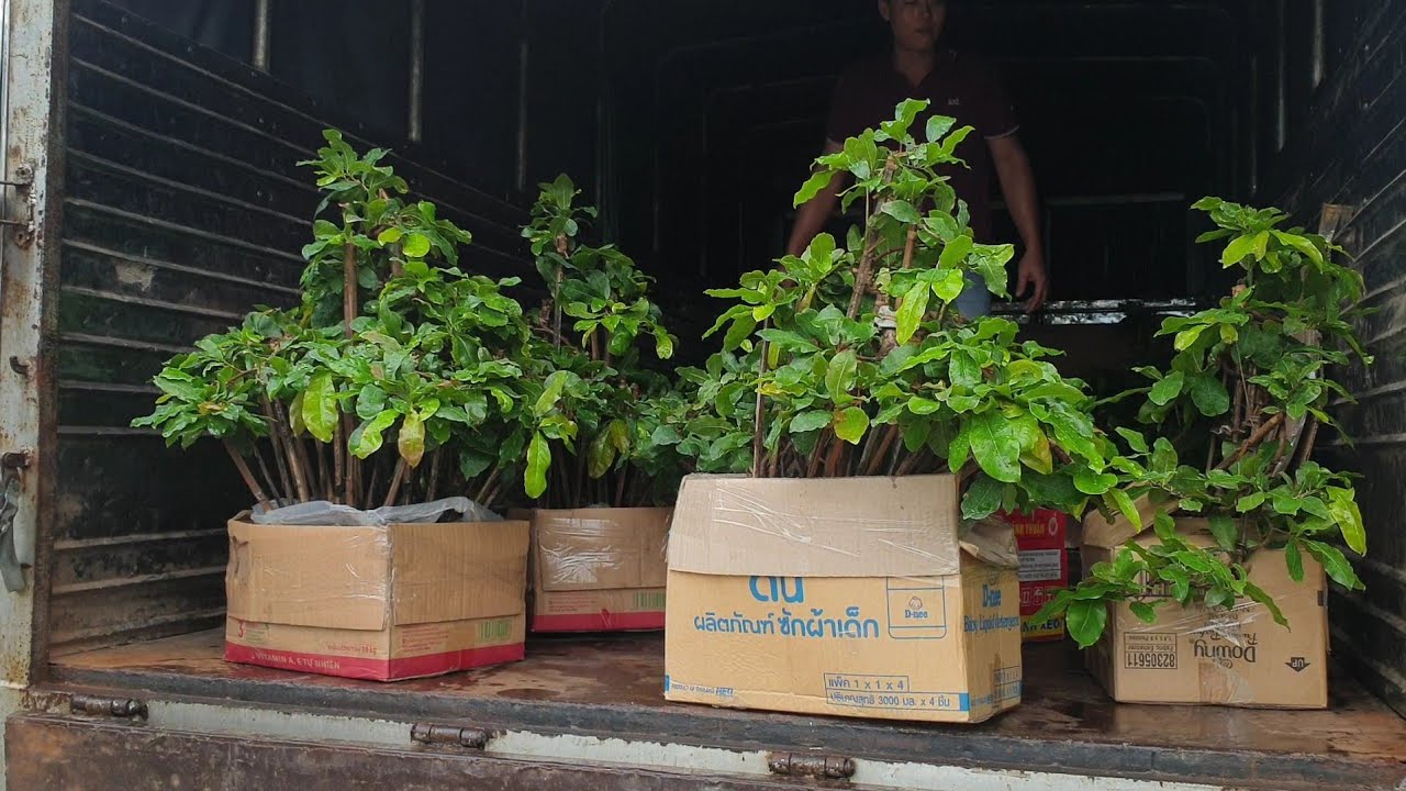 Đơn hàng trăm triệu ngày mưa Bình Định