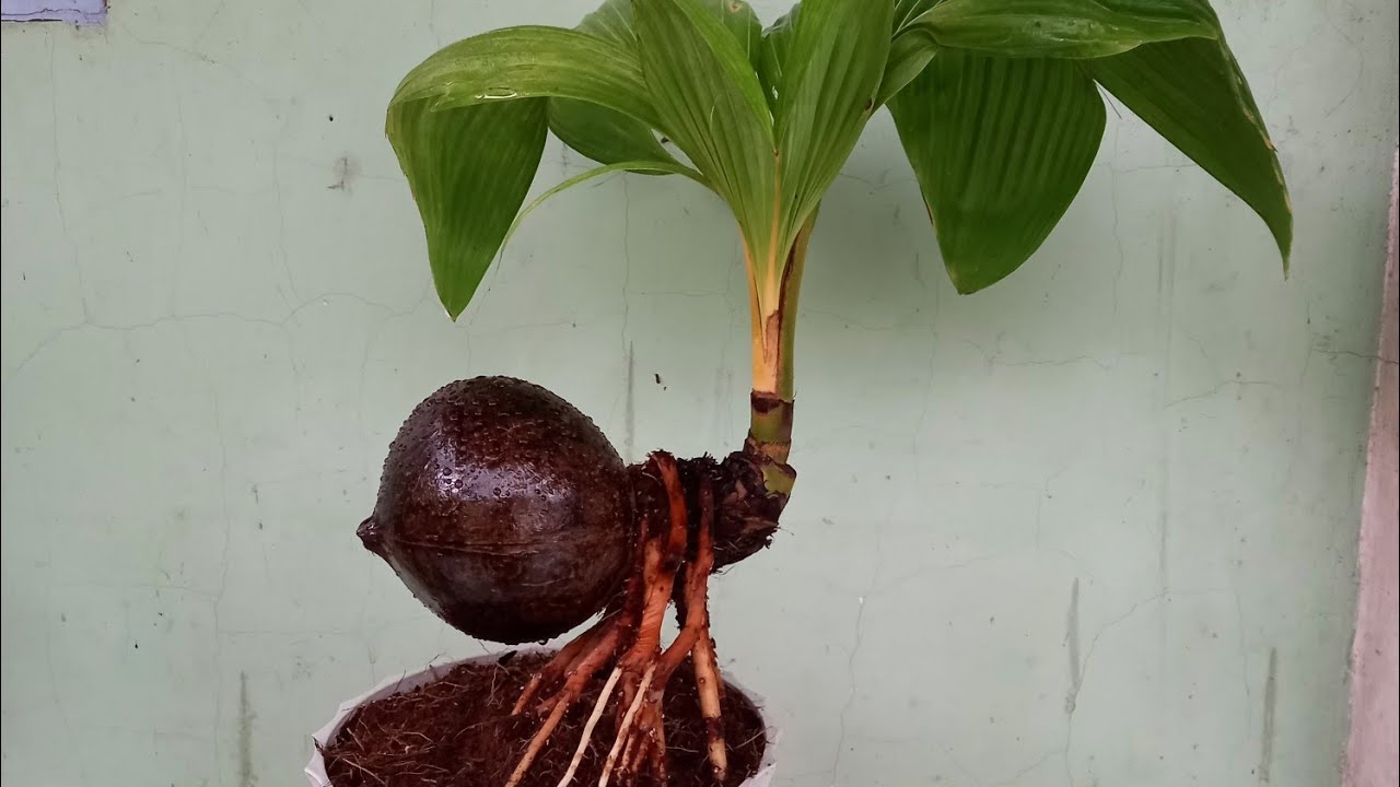 Dừa bonsai//coconut bonsai//bonsai kelapa