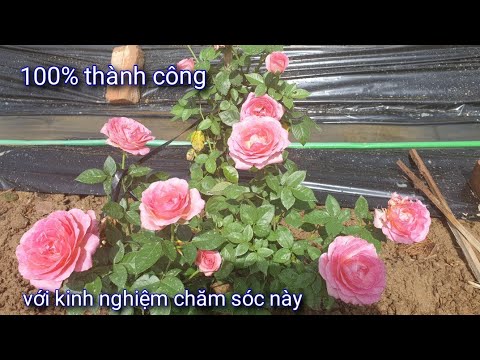 Đừng Bỏ Qua Kinh Nghiệm Này Nếu Muốn Hoa Hồng 100% Luôn Nở Đẹp .NGƯỜI ƯƠM MẦM