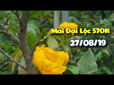 Dựng Đọt Cho Mai Vàng 😊 Mai Đại Lộc 570K 😊 27/08/19