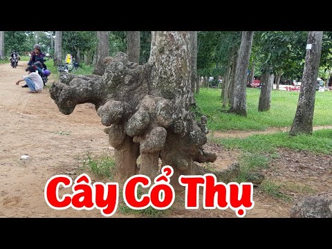 Dưỡng Lại Mai Bình Định Sau 3 Tháng - Xem Cây Cổ Thụ Ở Ao Bà Om 😀😀😀