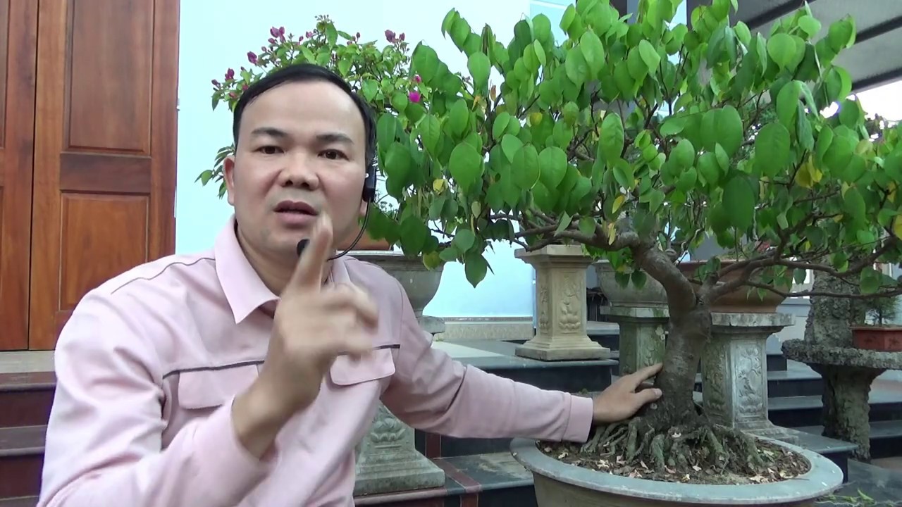 Đường nét nam tính và nữ tính trên cây cảnh -  The straight lines and bending lines in bonsai