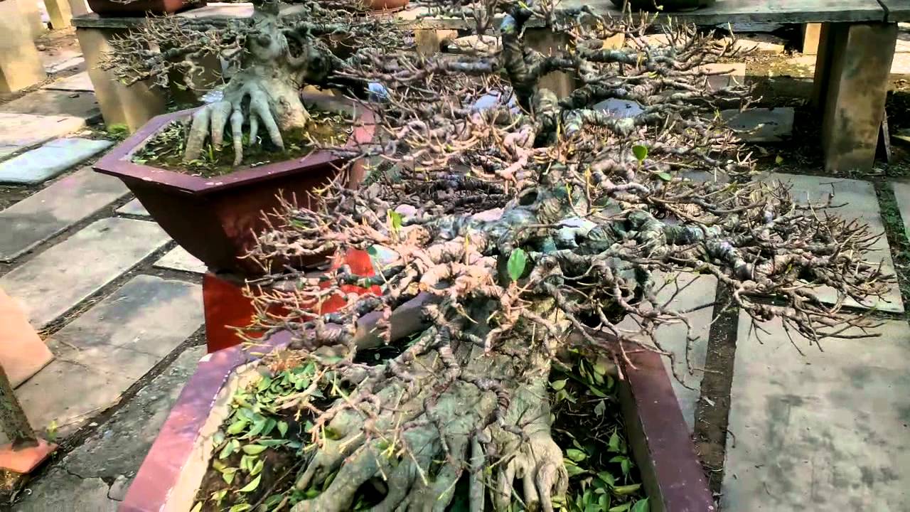 FICUS MICROCARPA BONSAI (Gừa bông Bonsai dáng đỗ)