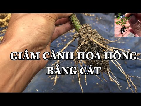 GIÂM CÀNH HOA HỒNG BẰNG CÁT LÀ TỐT NHẤT.CHUẨN GARDEN TV