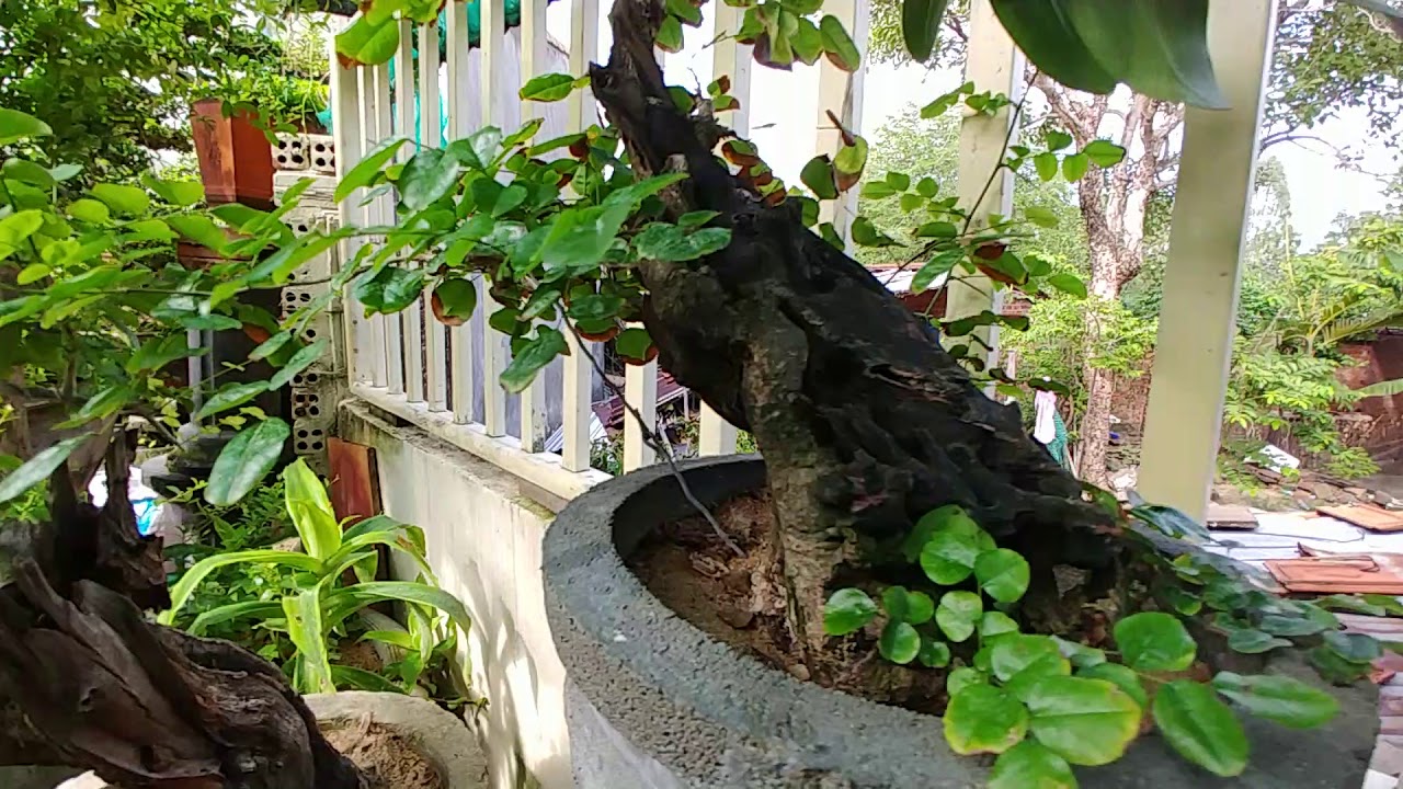 GIÂM Ủ CÂY TRẮC LŨA KHÁ ĐƠN GIẢN - BONSAI VN