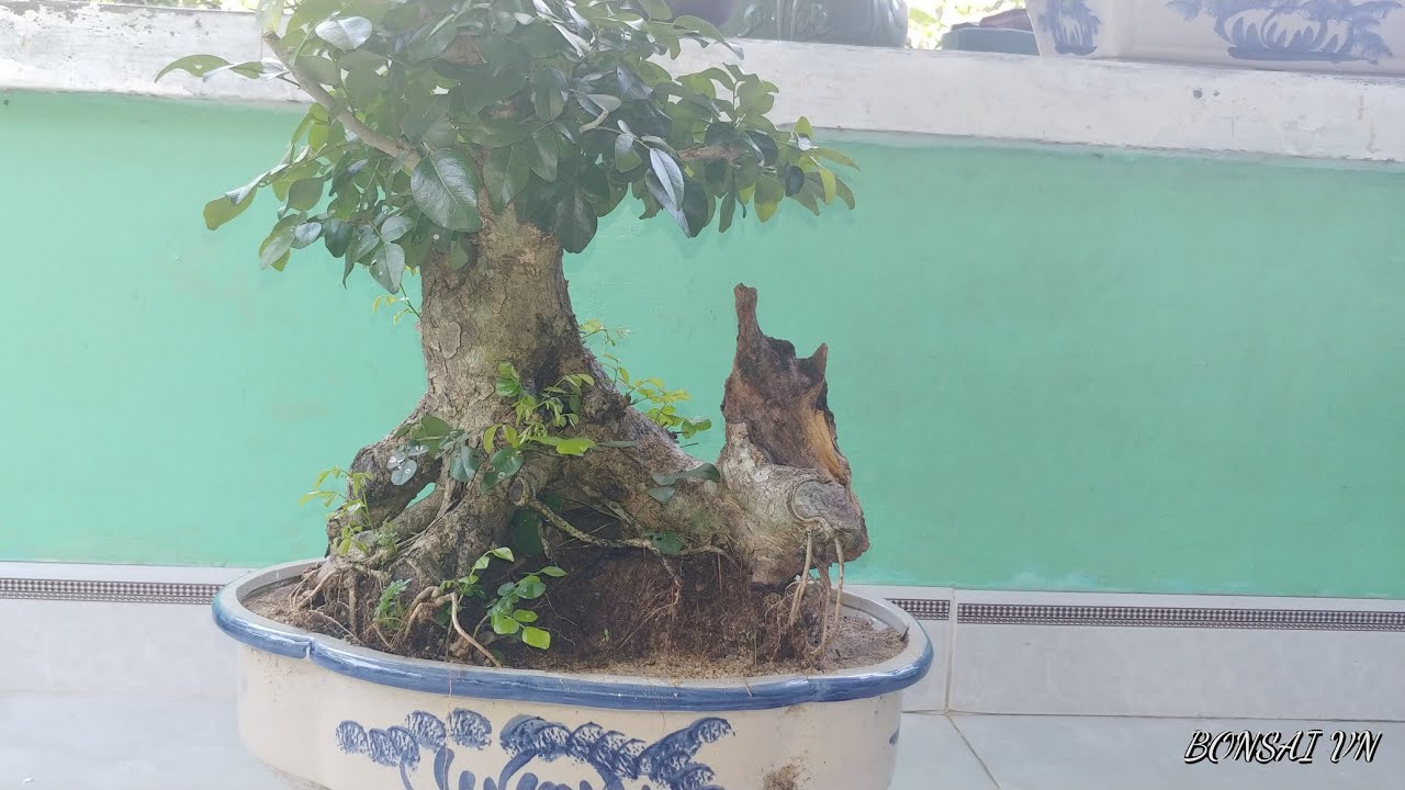 GIAO LƯU CÂY TRẮC GIÀ CỐT ĐẾ ĐẸP LÙN LỰC BONSAI - BONSAI VN