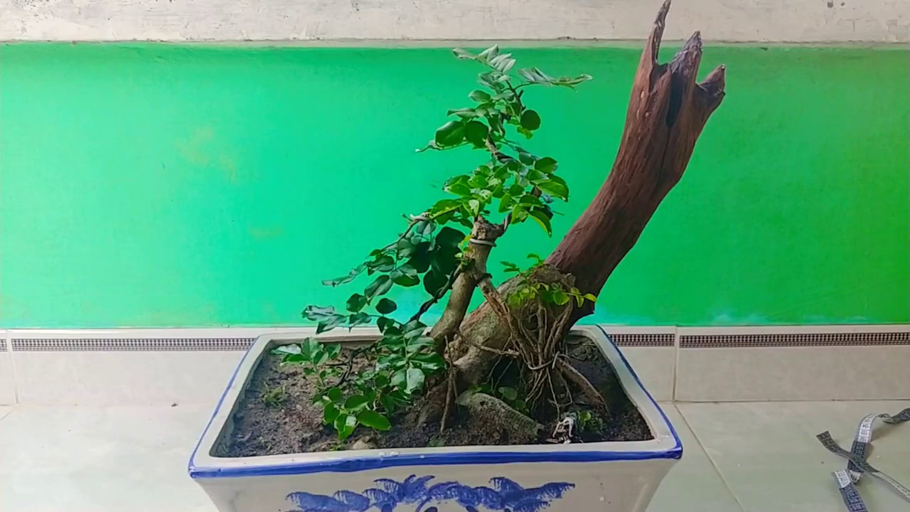 GIAO LƯU CÂY TRẮC LỖI THÉP KHÁ LỚN - BONSAI VN