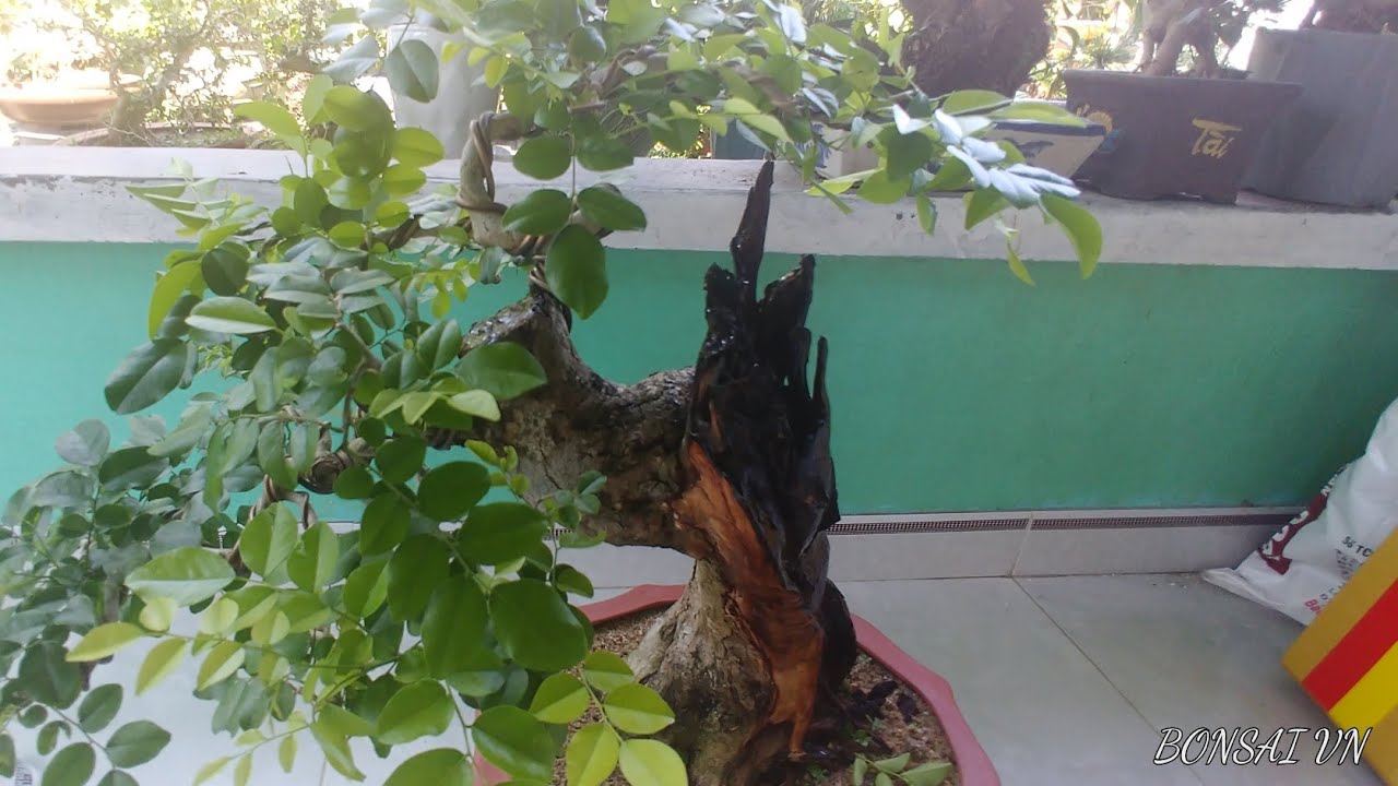 GIAO LƯU CÂY TRẮC SIÊU LỖI ÉP CHẬU OK NHÉ - BONSAI VN