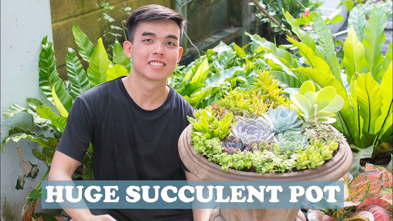 GROW SUCCULENT IN HUGE CONTAINER| Trồng chậu sen đá siêu to| 多肉植物| 다육이들 | Suculentas