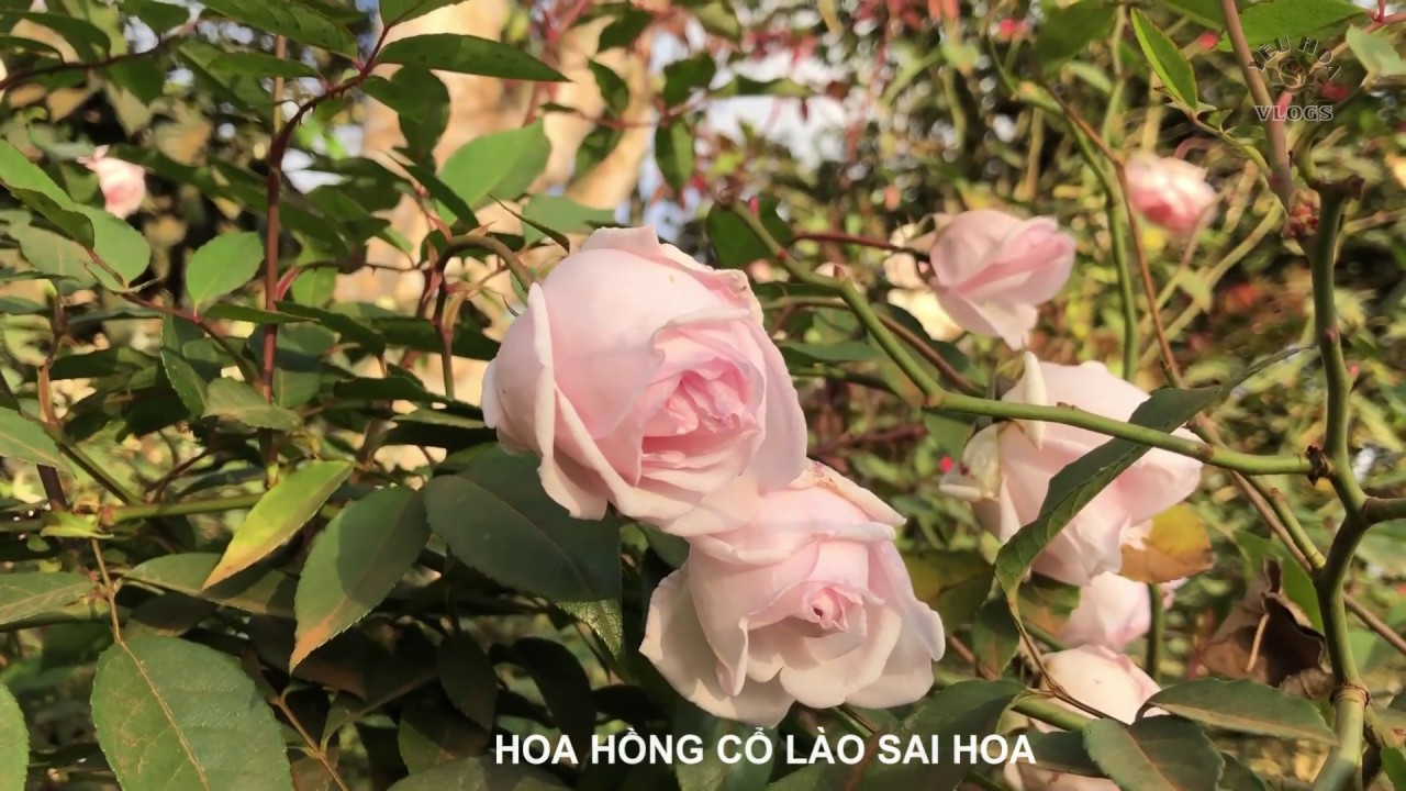 Gặp dậu hoa hồng Cổ Lào mê mẩn lòng người