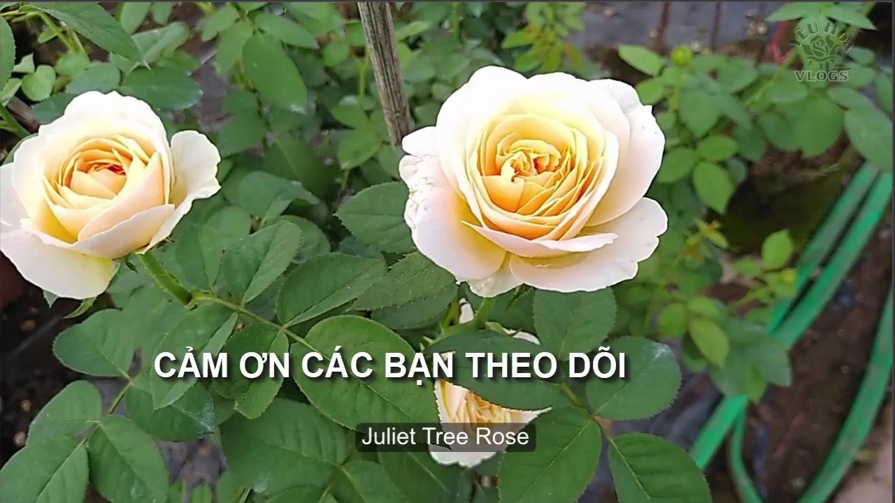 Ghé vườn Hồng Juliet tuyệt đẹp - Juliet tree rose