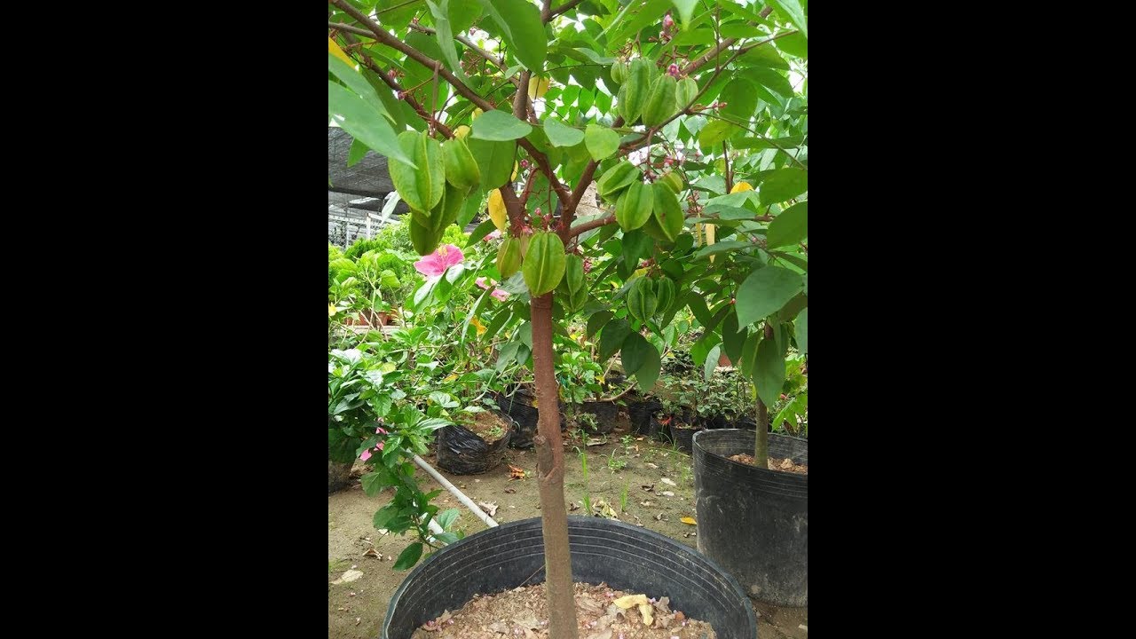 Ghép khế dễ dàng chỉ với 4 thao tác (How to Graft star fruit carambola tree)