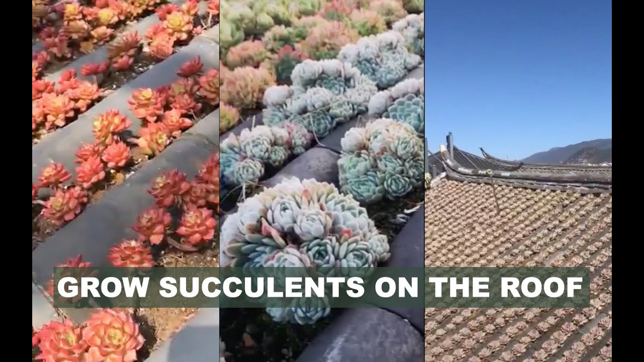 Ghiền sen đá tới nóc là có thật | Grow succulents on the roof | 多肉植物| 다육이들