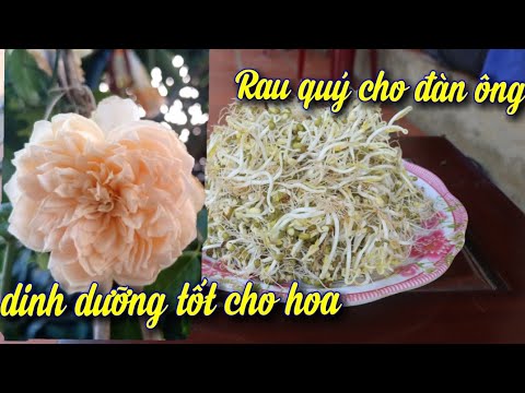 Giá đỗ(đậu).rau quý cho người. Phân tốt cho hoa hồng(mung bean germination process)