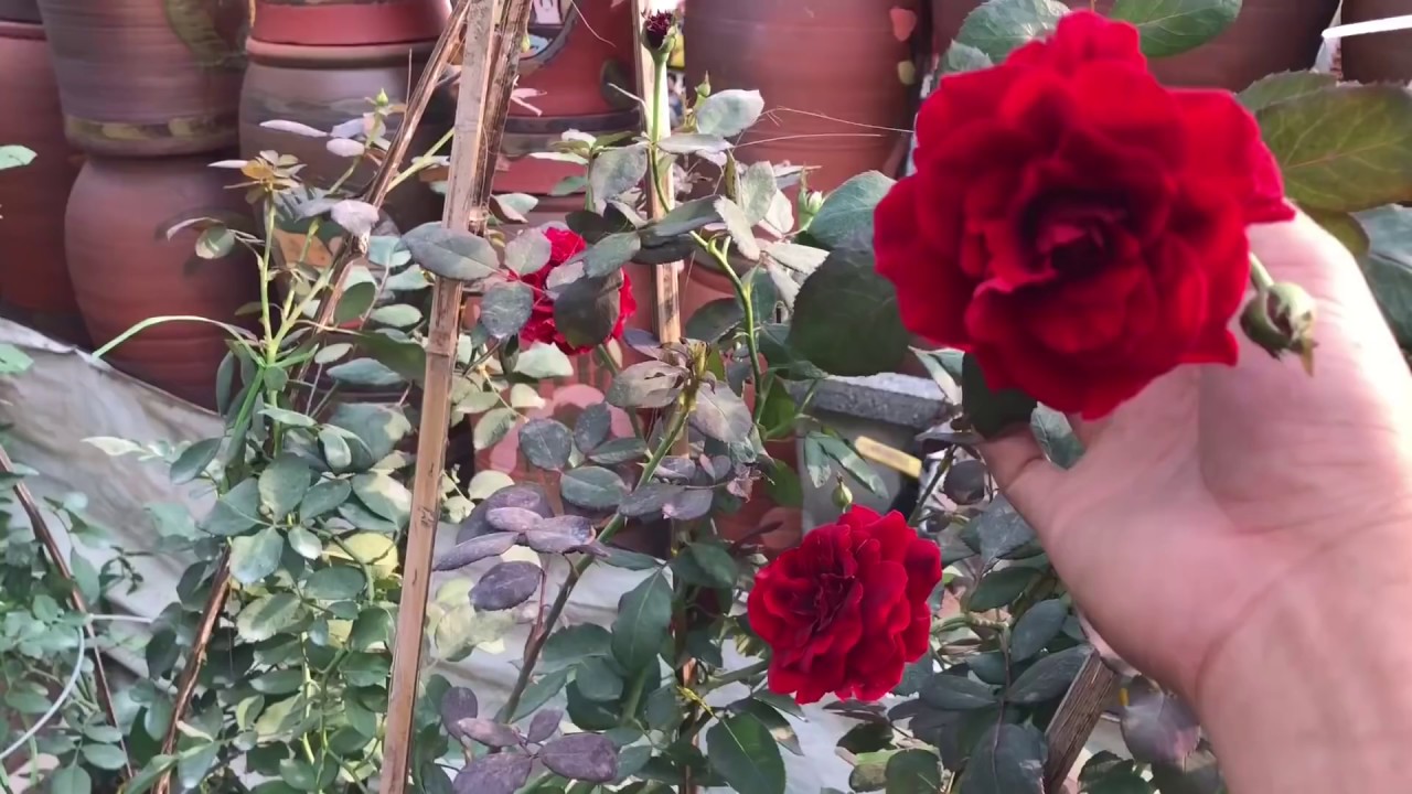 Giá hồng cổ hải phòng,cập nhật giá mới nhất tại chuẩn garden năm 2019