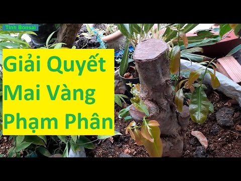 Giải Quyết Cây Mai Khi Bị Phạm Phân | Tính Bonsai