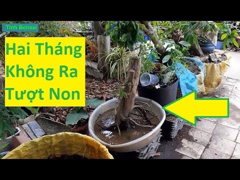 Giải Quyết Cây Mai Trồng 2 Tháng Tượt Bị Đứng | Tính Bonsai