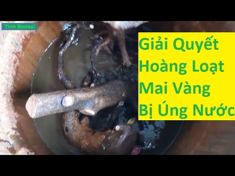 Giải Quyết Hàng Loạt Mai Vàng Bị Úng Nước | Tính Bonsai