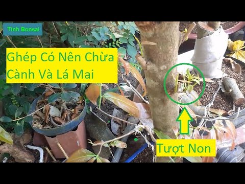 Giải Quyết Vấn Đề Về Ghép Mai Vàng Có Nên Chừa Nhánh Và Lá | Tính Bonsai