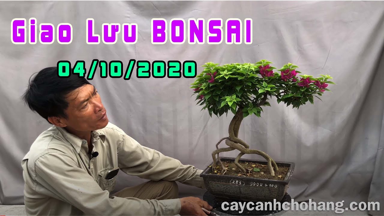 Giao Lưu Bonsai Ngày 04/10/2020 | 0981.0981.72 | Tiktok CÂY CẢNH CHỢ HÀNG | Hải Phòng