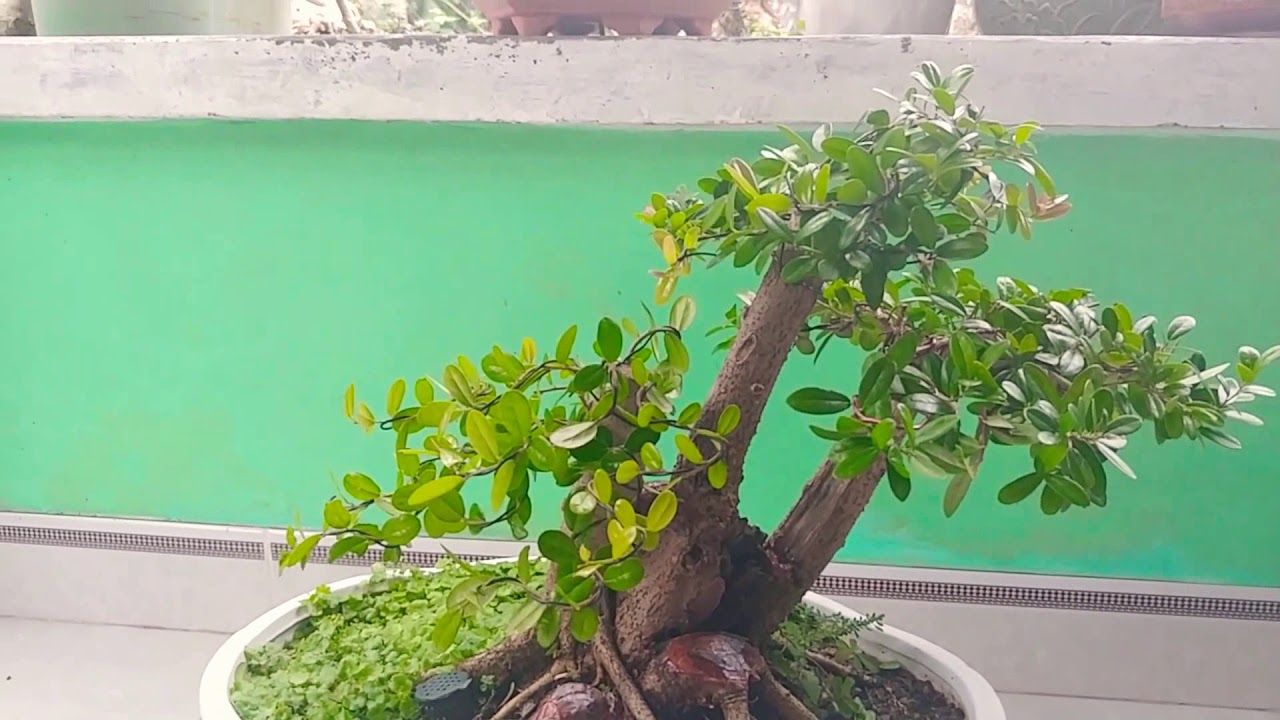 Giao Lưu Cây Hải Châu Cốt Đế - Bonsai Vn