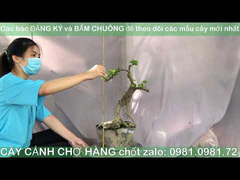 Giao lưu Bonsai 10-10-2020 | 0981.0981.72 | Tiktok CÂY CẢNH CHỢ HÀNG | Hải Phòng