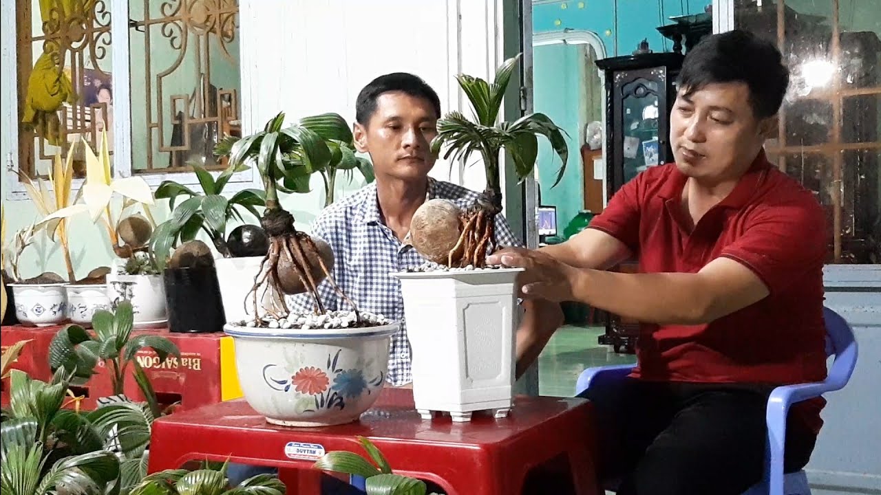 Giao lưu chia sẽ bonsai dừa với vị khách đến từ Sài Gòn /coconut bonsai/bonsaikelapa