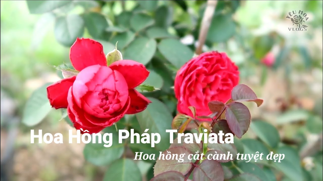 Giới thiệu cây hồng Pháp Traviata hoa nở tuyệt đẹp