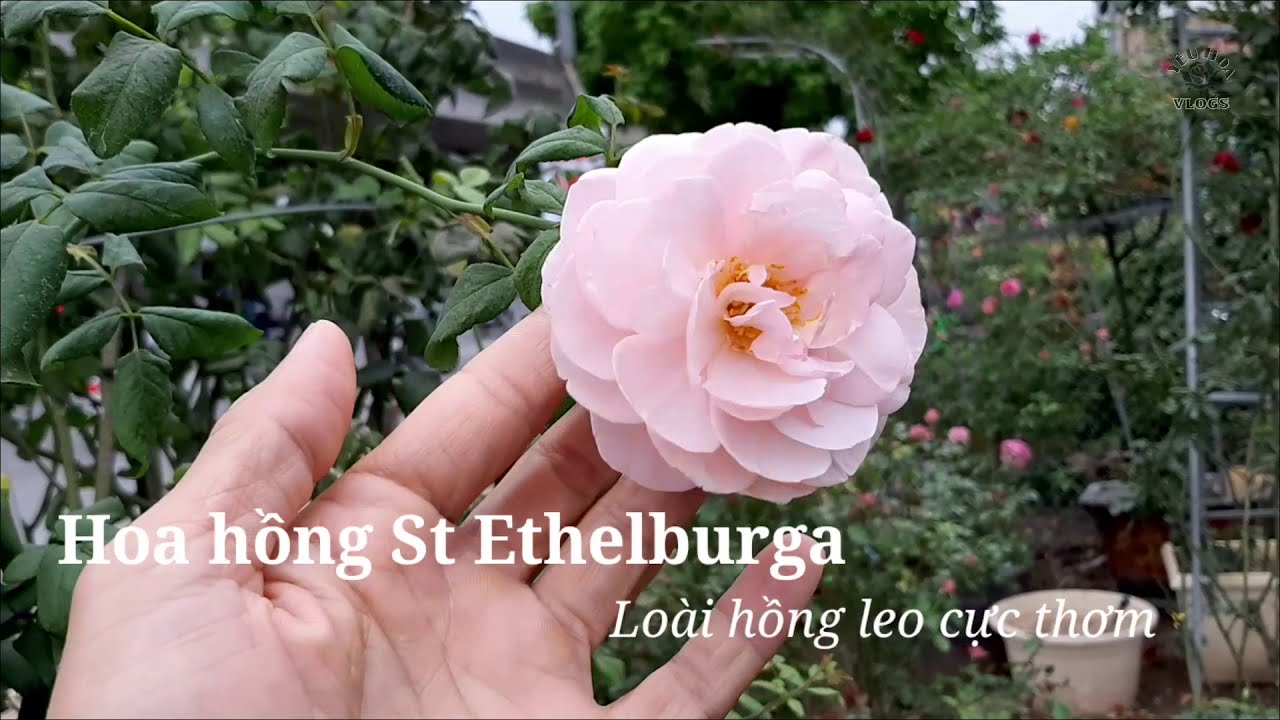 Giới thiệu cây hồng leo Ethelburga, loài hoa hồng leo ngoại độc đáo