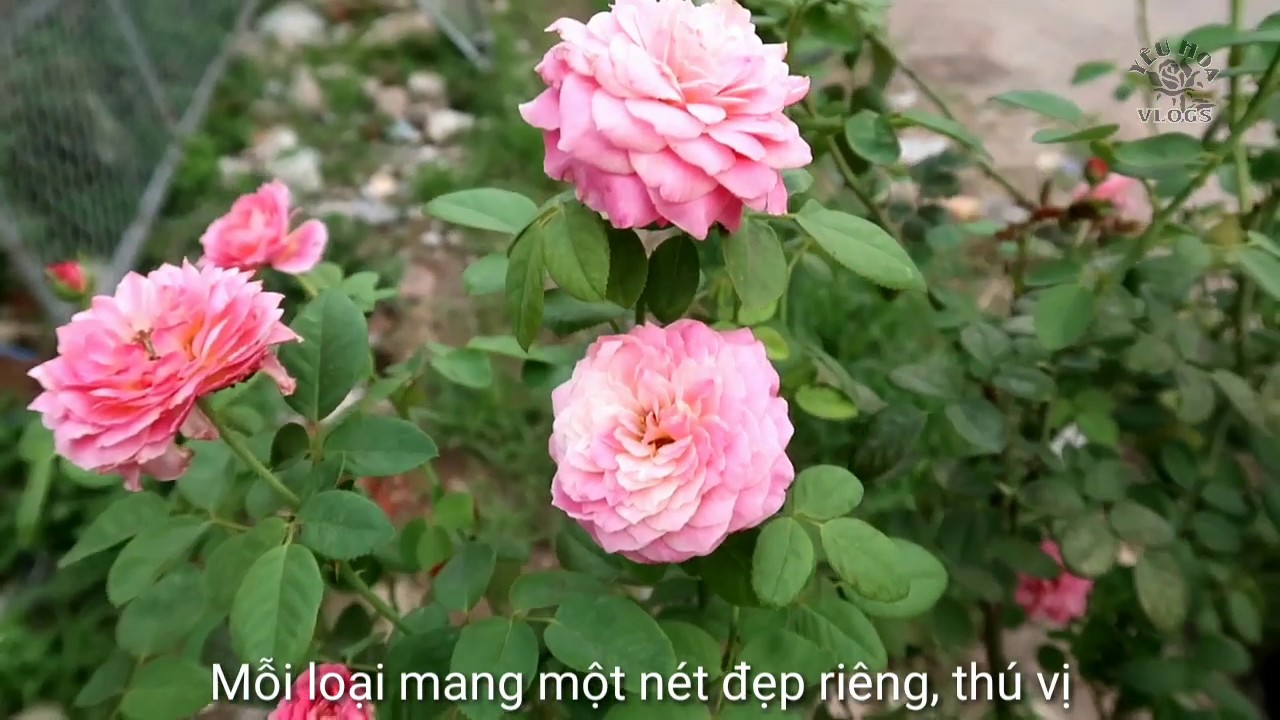 Giới thiệu cây hồng sọc Claude Monet cực sai hoa