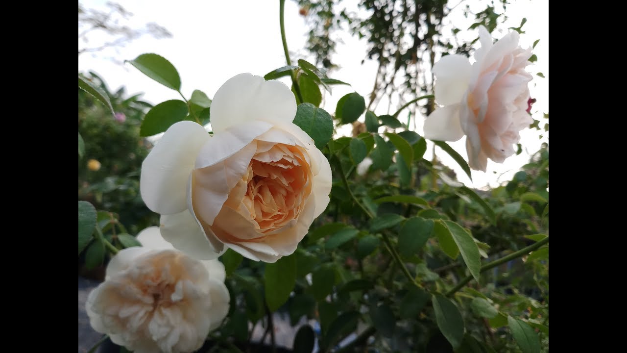 Giới thiệu giống hoa hồng Lichfield Angle rose ( hoa hồng David Austin)