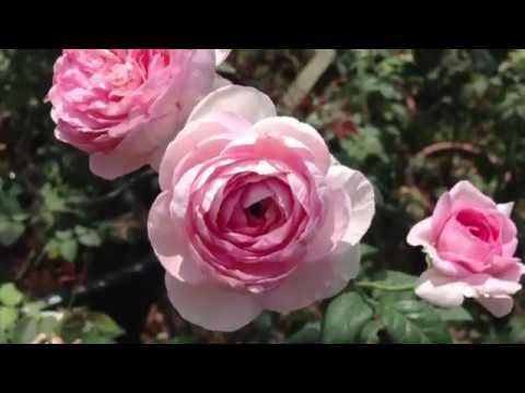 Giới thiệu hoa hồng leo moncouer cực đẹp