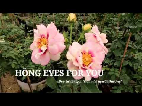 Giới thiệu loài Hồng Eyes for you Rose | Không hổ danh "Đôi mắt người thương"