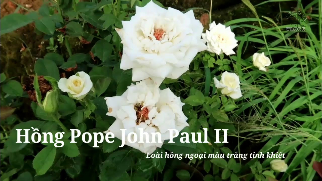 Giới thiệu loài hồng trắng tuyệt đẹp - Hoa hồng Pope John Paul II