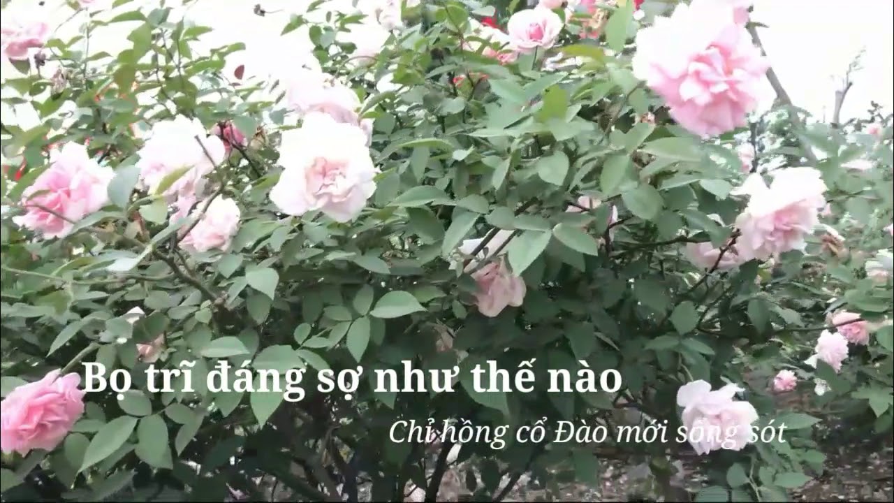Giống hoa hồng chịu sâu bệnh tốt nhất của Lào