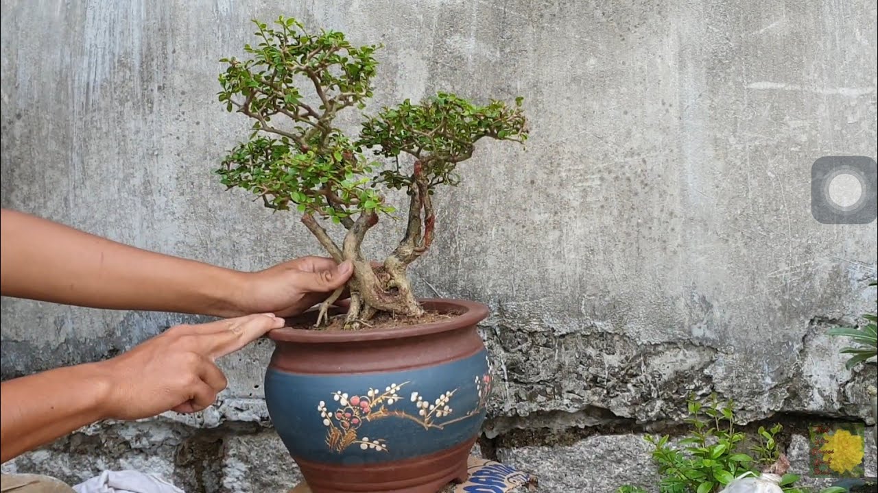 Gl sam trái bonsai cụm ngũ phúc giá 1.3triệu (đã bán)