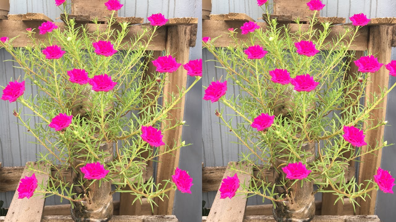 Grow Portulaca (Moss rose) in plastic bottles - Trồng hoa 10 giờ trong chai nhựa