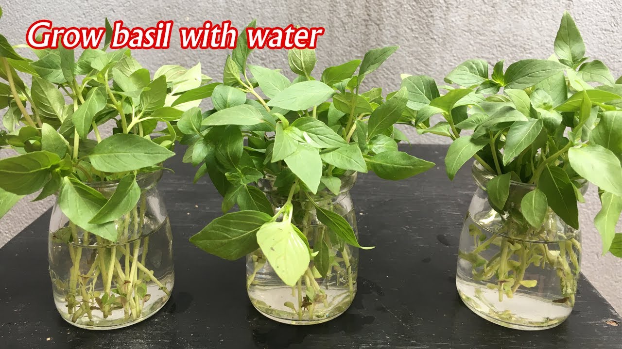 Grow basil with water - Trồng rau húng quế bằng nước