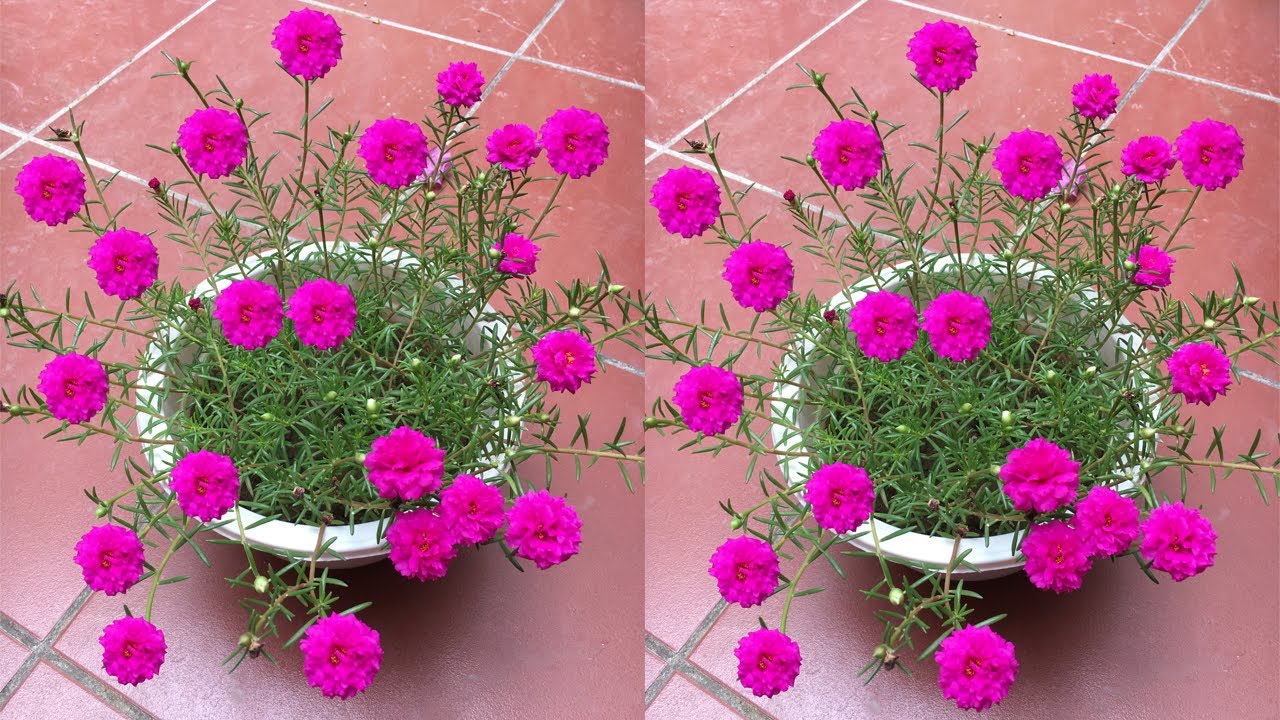 Grow portulaca (moss rose) from cuttings, flower quickly - Trồng hoa 10 giờ nhanh có hoa