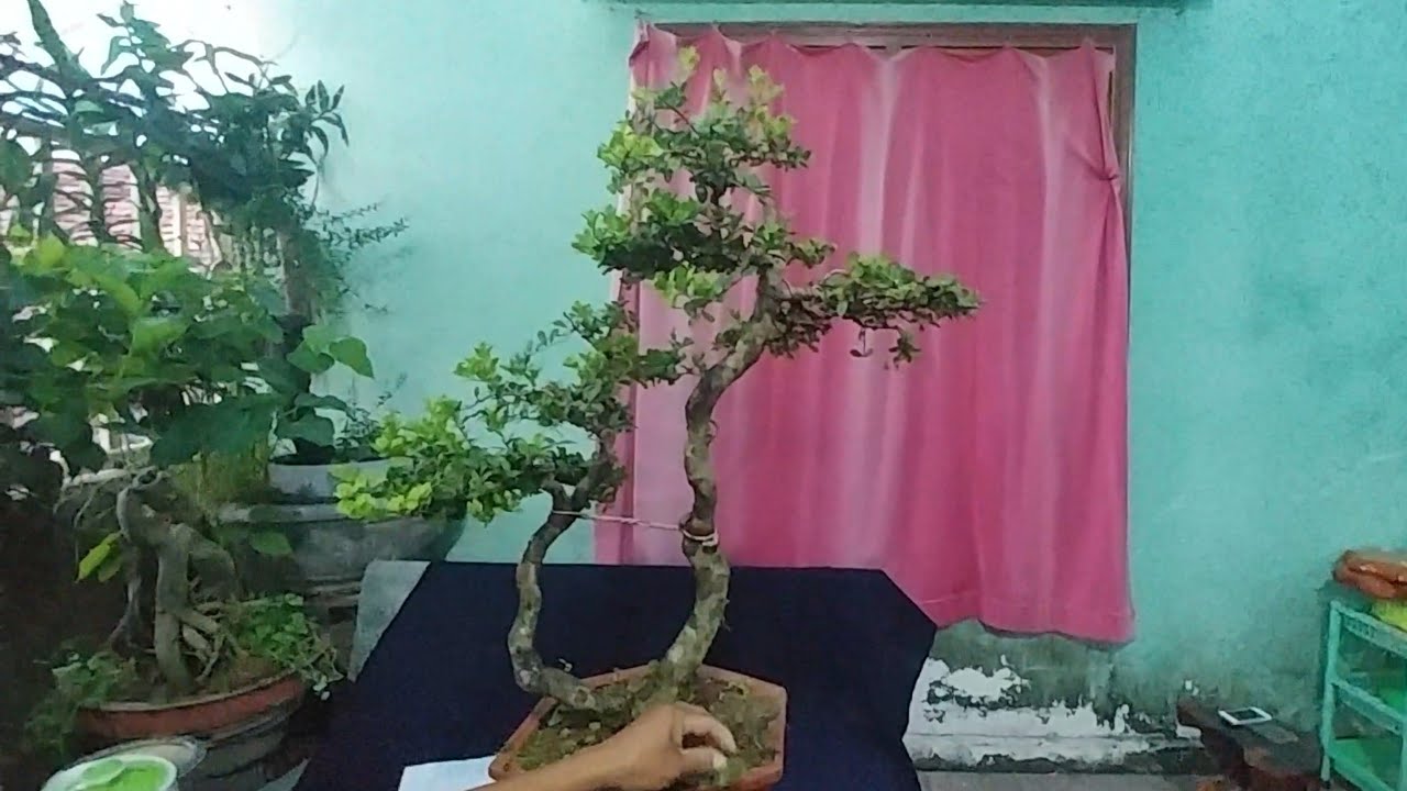 HẢI CHÂU HAI THÂN ĐẸP - BONSAI VN