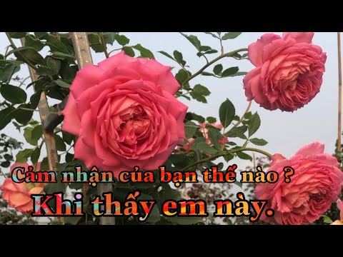 HOA HỒNG ĐẸP..CHUẨN GARDEN TV