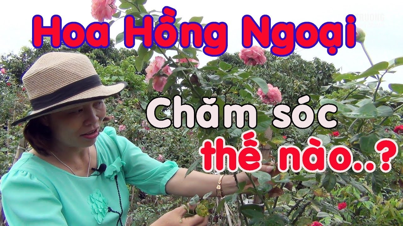 HOA HỒNG NGOẠI QUÁ ĐẸP NHƯNG CÁCH CHĂM THẾ NÀO..?