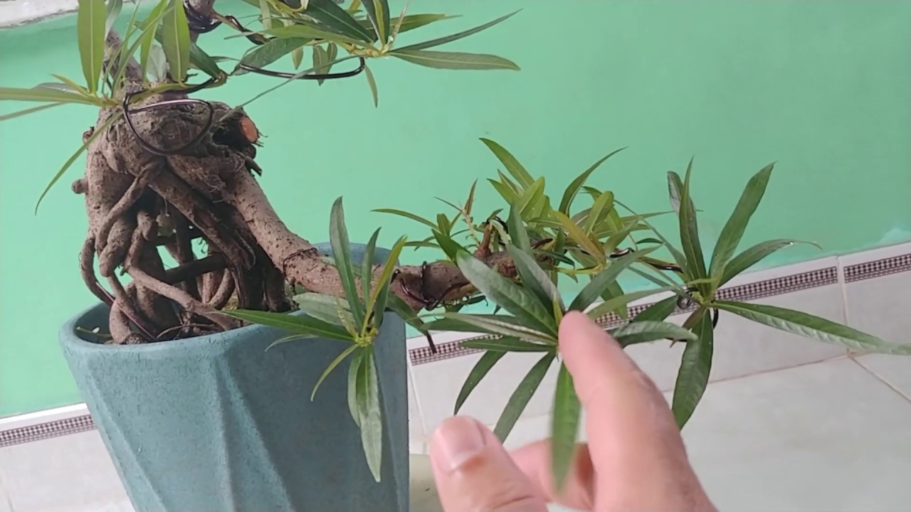 HOA MỊ NƯƠNG - BONSAI VN