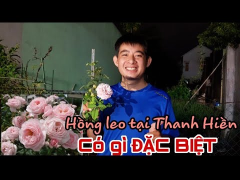 HỒNG LEO RA NỤ CHI CHÍT - HOA CỰC NHIỀU