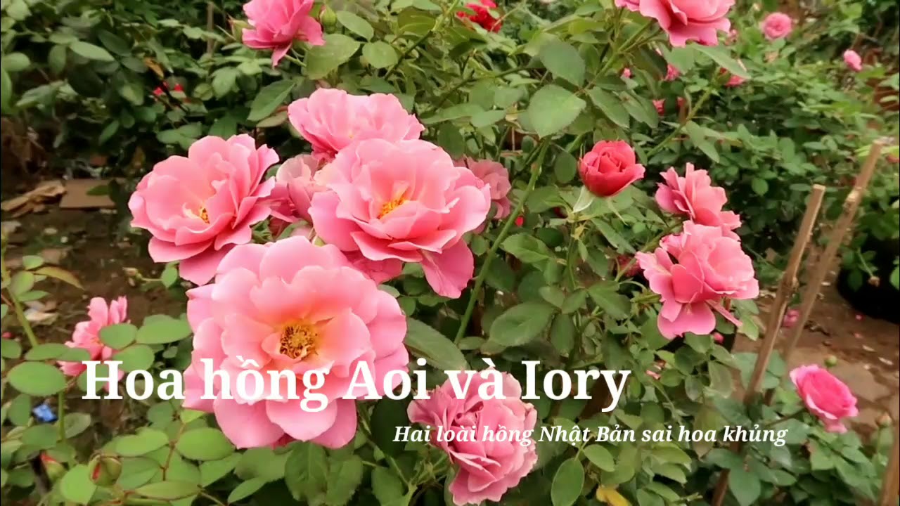 Hai loài hồng Nhật Bản sai hoa nổi tiếng - Aoi và Iory bạn có biết?